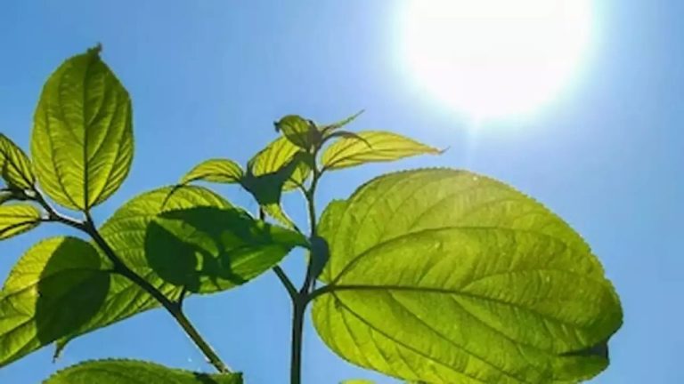 Which Form Of Energy Is Needed To Make Photosynthesis Happen?