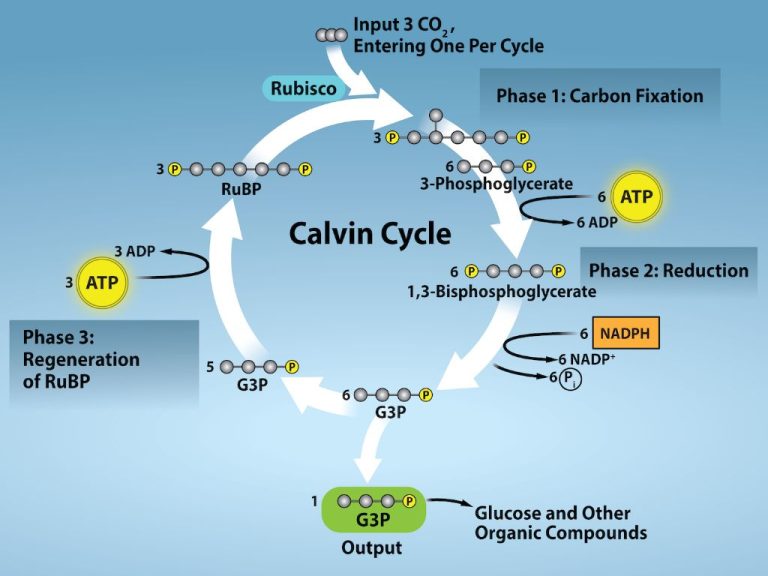 Is Light Energy Converted To Chemical Energy In The Calvin Cycle?