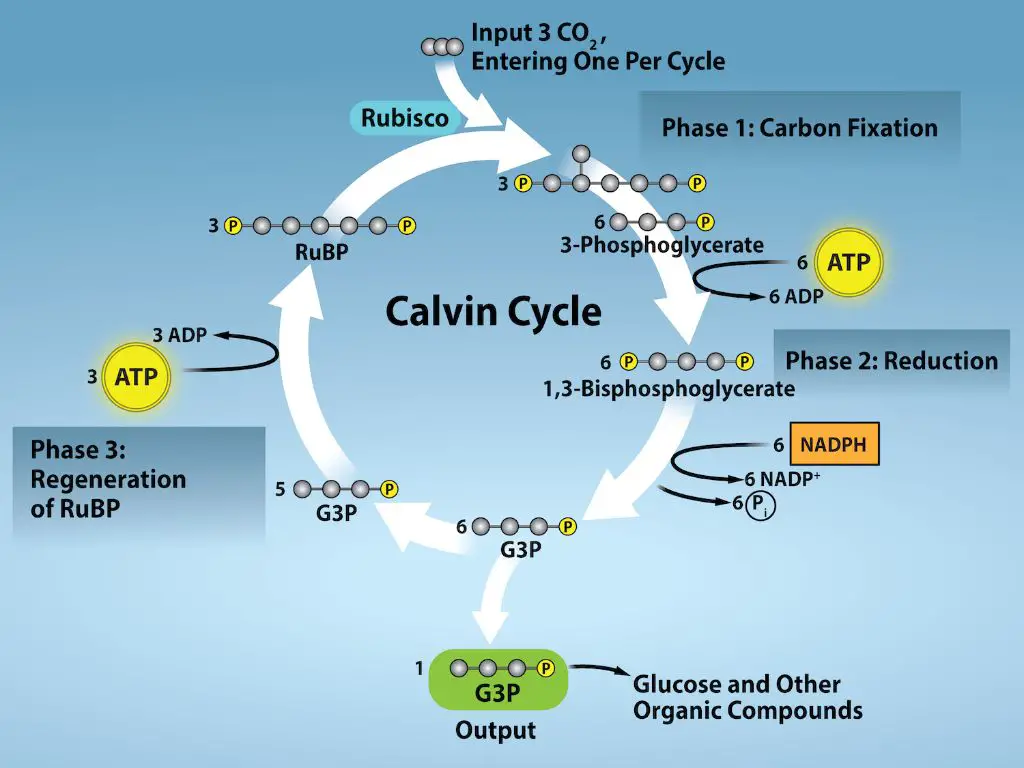 the calvin cycle converts energy from light reactions into chemical energy stored in glucose