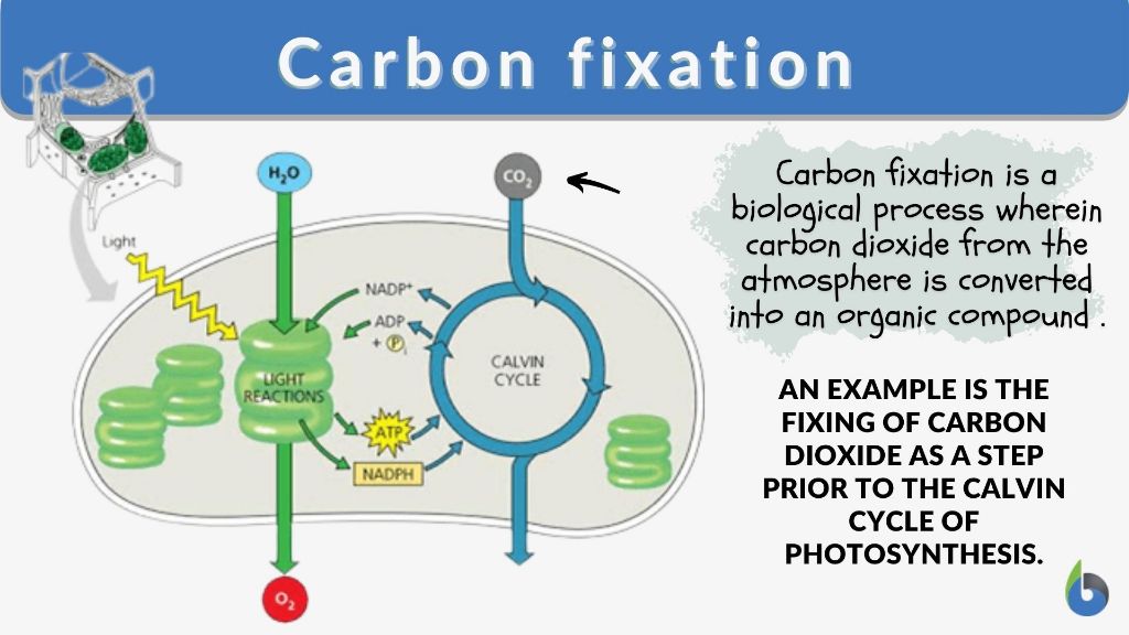 the calvin cycle fixes carbon dioxide into carbohydrates.