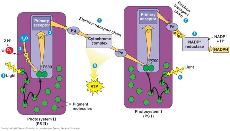 What Do The Light Reactions Of Photosynthesis Convert Energy Into?