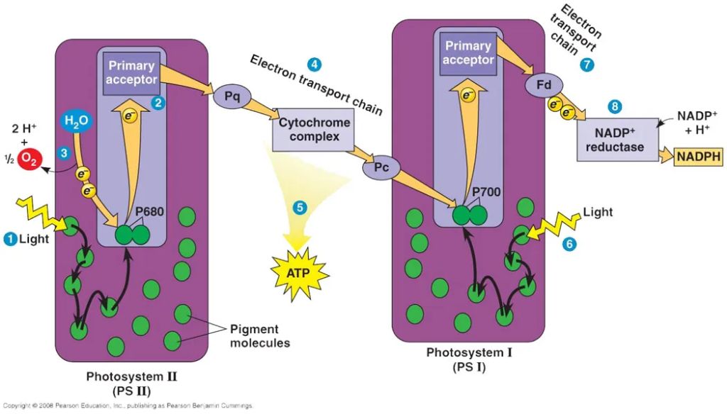 the light reactions convert light energy into atp and nadph.