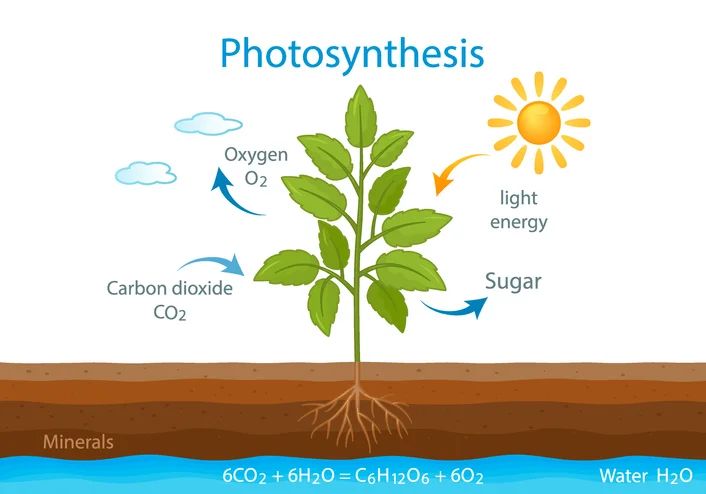 this article explains the details of photosynthesis in plants.
