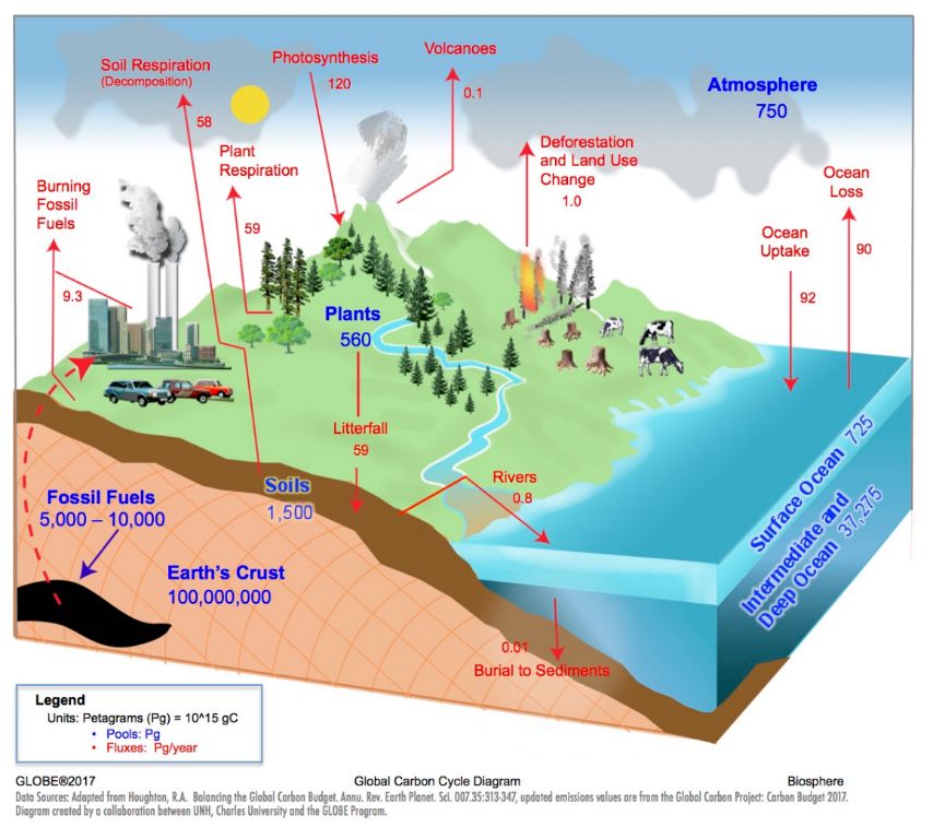 visualization of carbon cycle